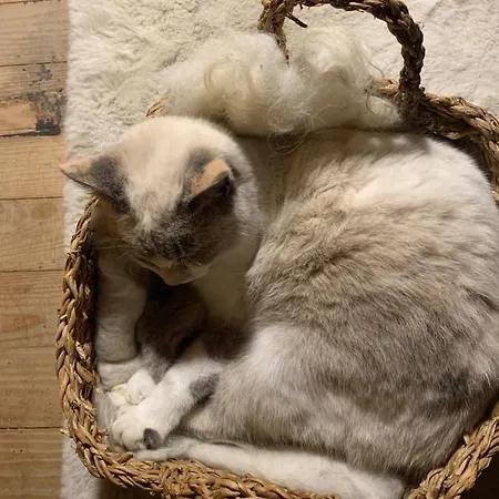 Aburry, Maison Poetique A La Montagne 招待所 巴尔居