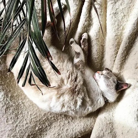 Aburry, Maison Poetique A La Montagne 招待所 巴尔居