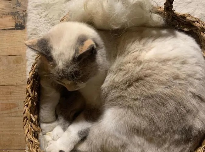 Aburry, Maison Poetique A La Montagne Guest house Barcus